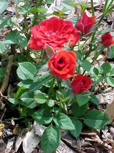 RED MINIMO (miniature)